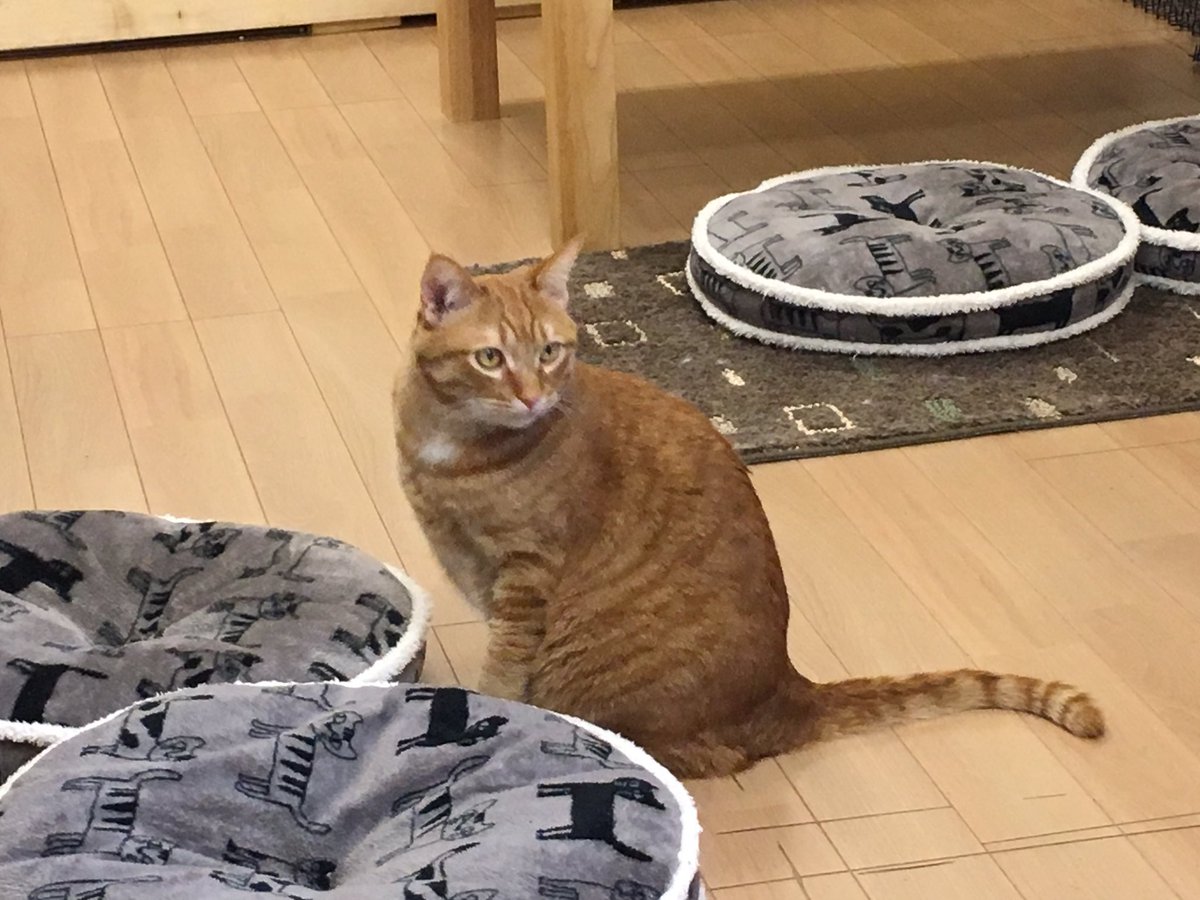 猫カフェから帰ると 浮気したでしょ と猫さんがブチギレ 動画再生で各地の猫さんがそわそわする Togetter