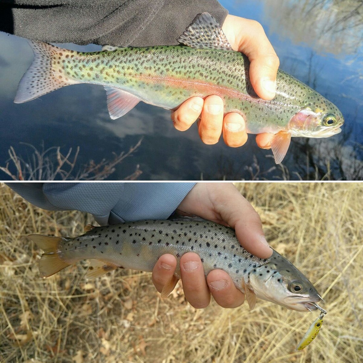 RobBuster303's tweet photo. #respectthefish #catchandrelease #letemgoletemgrow #cpr #fishlivesmatter #DXLURES #DXProstaff #flutterspoon https://t.co/BwBjmZl1LE