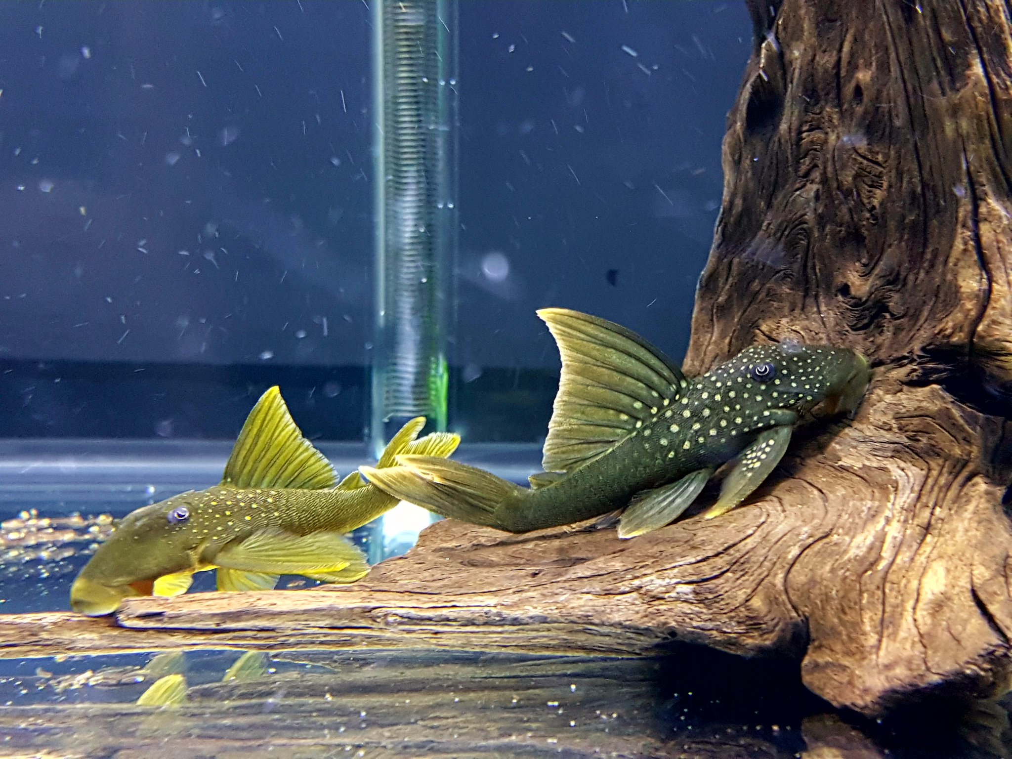 green phantom pleco care