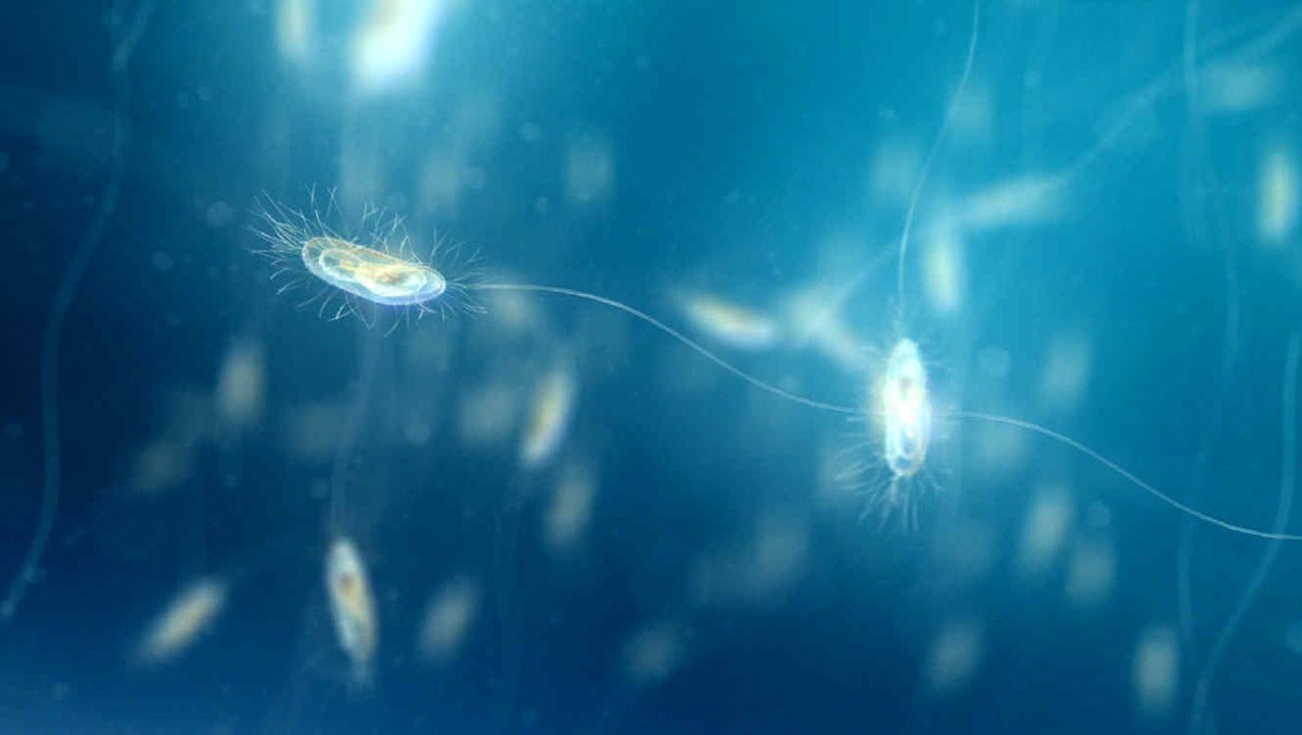 MasDeUno's tweet photo. "#BacteriasMultiResistentes: problema que excede campo médico, como control de población", nos advierte en microbiólogo José Luis del Pozo. https://t.co/rqUFSm11Sz