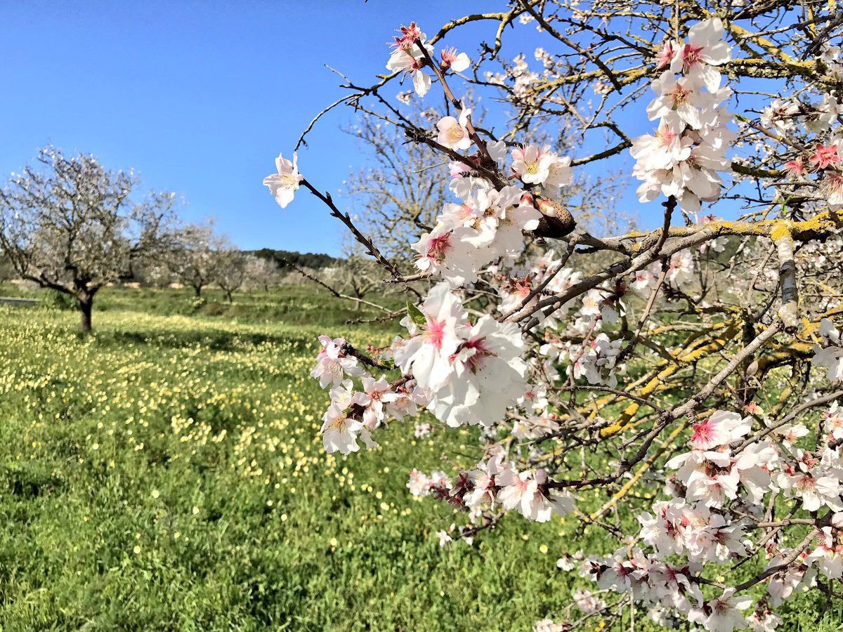 Ibiza_Travel's tweet photo. #HappyMonday #Spring is coming, when #Ibiza is a paradise of light, beaches and flowers #nature #sport #gastronomy #SpringWithUs #Eivissa https://t.co/hxEMcTMz8a