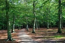 Second arborist fatality prompts examination of health and safety issues buff.ly/2mlp5sQ