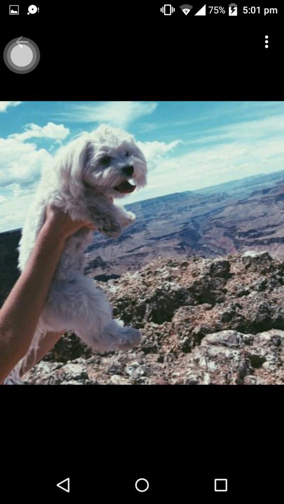 JohnnyO44684229's tweet photo. @Bentleypuppy With tbat pic... ❣❣❣ its cute😘😘😘 https://t.co/VPVdABEq53