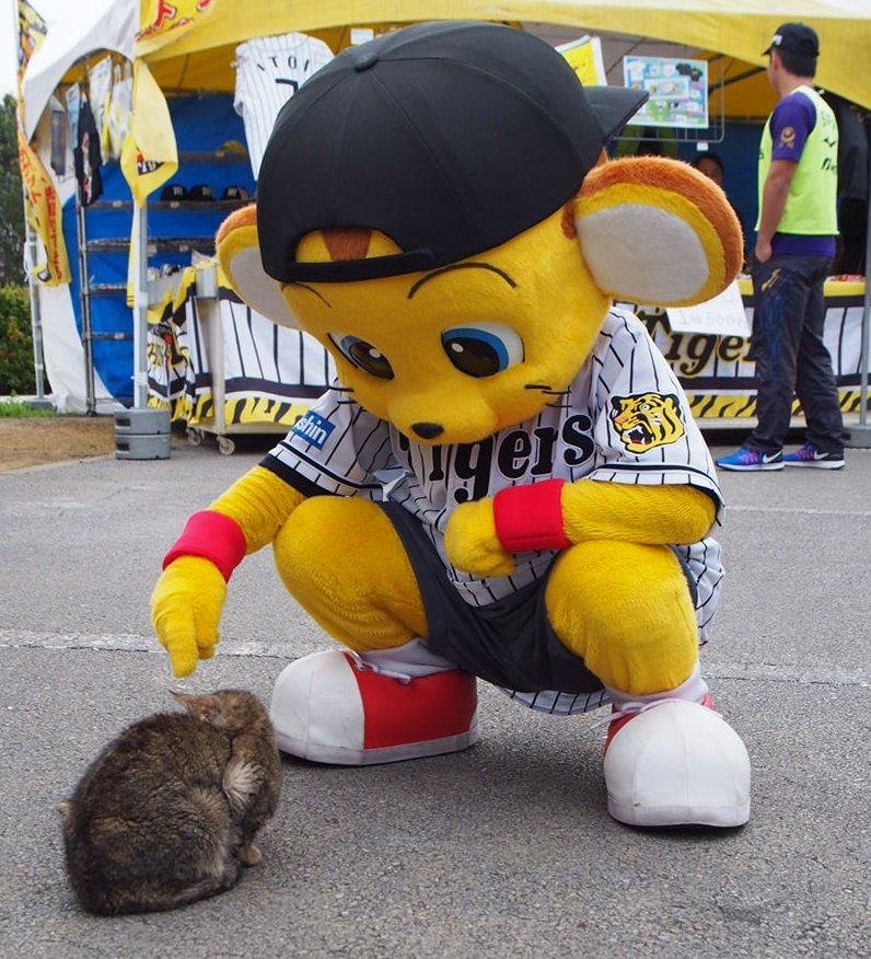 つばめまん まけぐみ 宜野座にてネコ科の戯れ キー太 にゃんこ 2月23日撮影 キー太 ネコ 阪神タイガース 宜野座キャンプ
