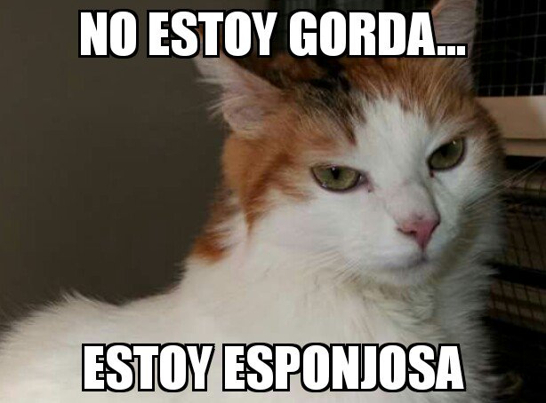 LadyBossMemes's tweet photo. Cada vez que alguien le dice a @KiraLadyBoss que está gorda... https://t.co/maBaWOZavI
