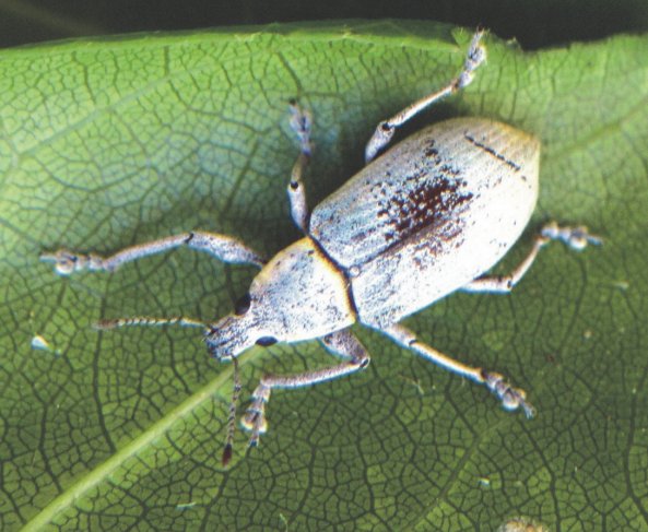 Pachnaeus litus