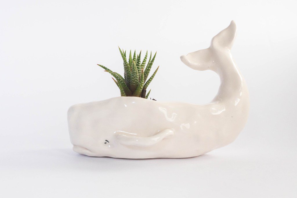AliceJaySaroni's tweet photo. Monday’s project: A whale planter https://t.co/jWrhqV1P1j https://t.co/vPwuGGEUJo