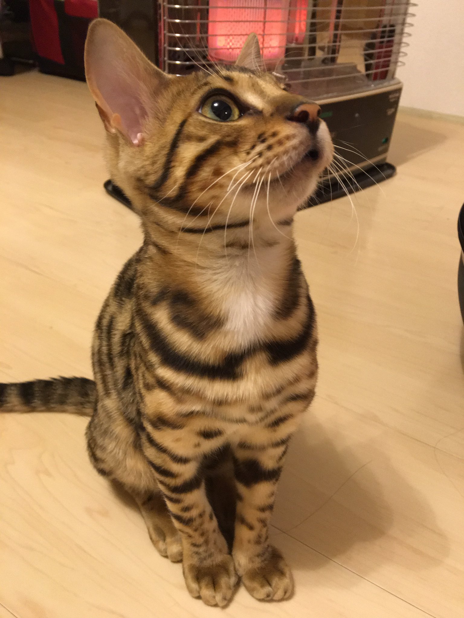 たけのこごはん おっ 右のおヒゲに切れ毛があるね 暴れん坊さんはよくあることなんだって そいえばヒゲぶくろの毛穴って綺麗に並んでるんだね ベンガル 猫 伊吹 ひげぶくろ T Co 2lpj2qgvfb Twitter