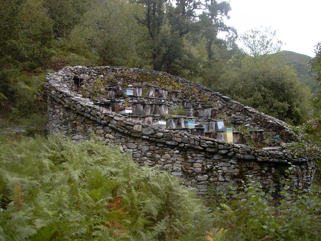 El bosque de #Muniellos, mayor robledal de #España es refugio idóneo de especies como el oso pardo o el urogallo cantábrico🐻 @desde_asturias