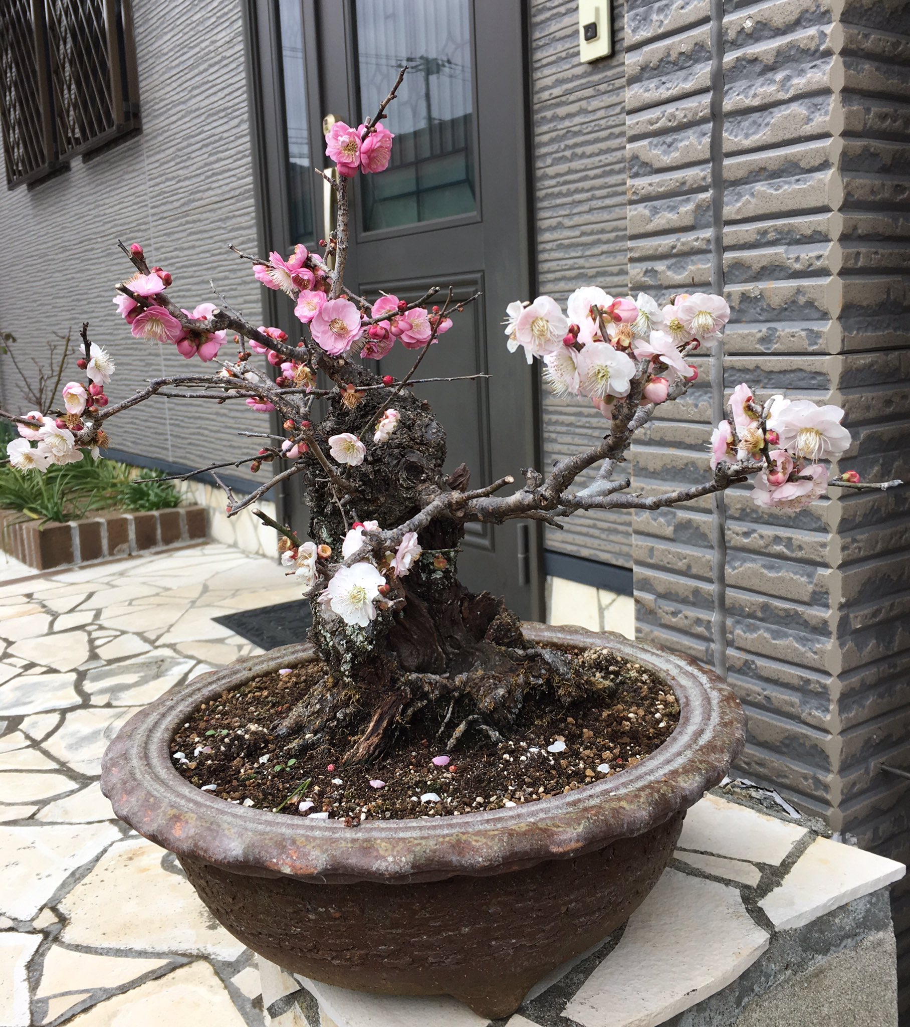 盆栽 梅 思いのまま 古木 梅。思いのまま。古木