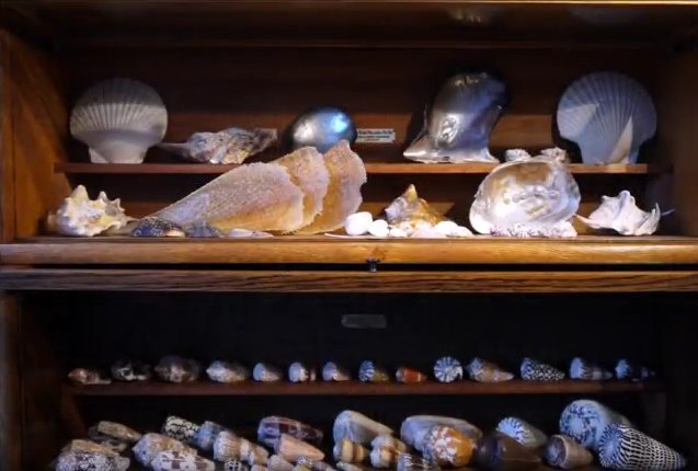 baslier's tweet image. Je weet niet wat je allemaal ziet in Het Schelpenmuseum Amsterdam! #CzaarPeterstraat youtu.be/8j2FI-C-Asw