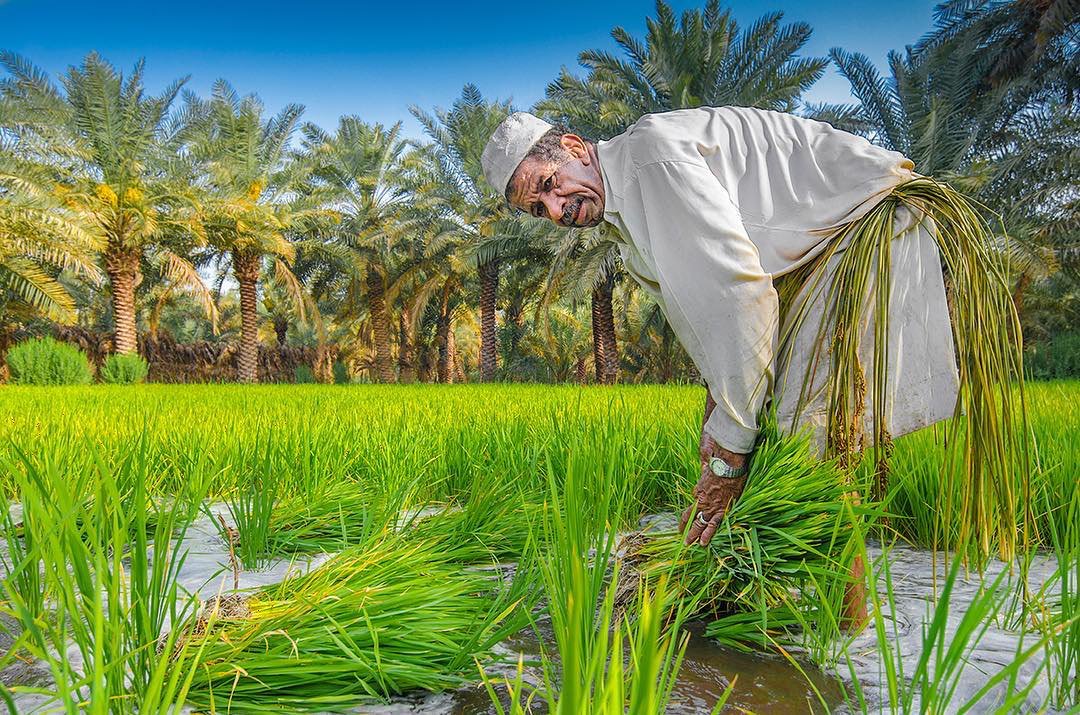 الـرز الـحساوي السـعودي: الأغلى ثمنــاً والأغنى بالفوائــد