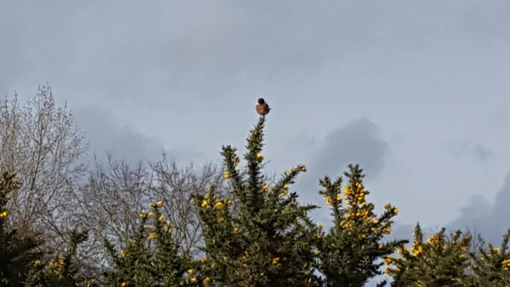PaceBarry's tweet photo. A stunning Stonechat feet away @CowdrayGolf really not bothered by my presence bobbing about on Gorse in the breeze.. #DryingWind https://t.co/Q7BIOnCZ1v