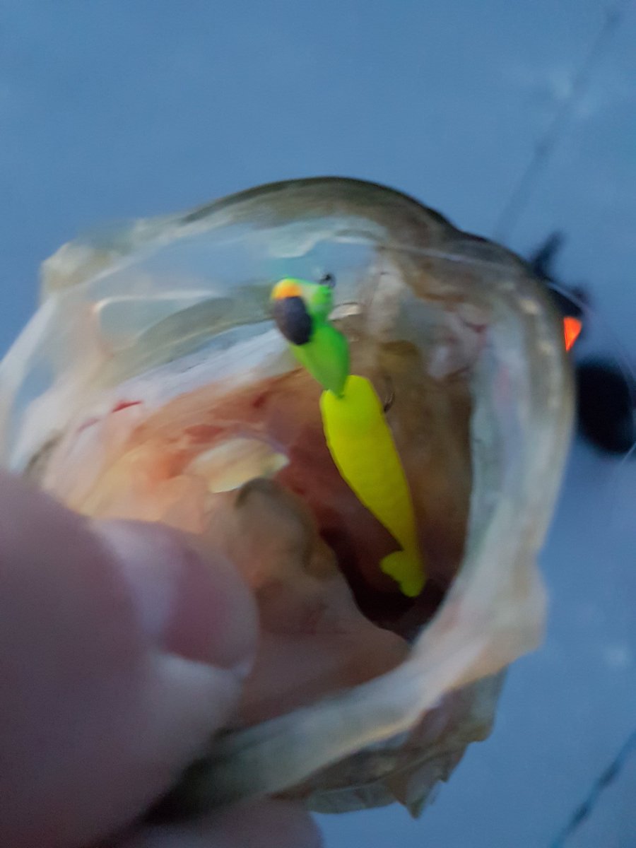 MacFish613's tweet image. Got onto a massive school of crappie. Average size was 12-13 inches......all of mine were caught on the @Lunkerhunt_fish bait jar