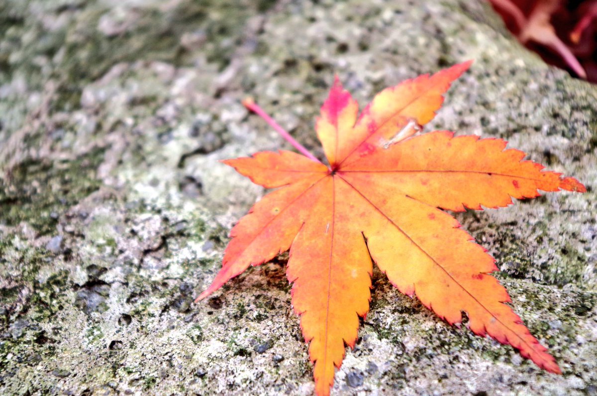 ARA721SHI's tweet photo. Photo-data

#Photodata 
#ファインダー越しの私の世界 
#写真好きな人と繋がりたい 
#気になったらRTもしくはファボ 
#ふぉと https://t.co/gOB9cuXT1D