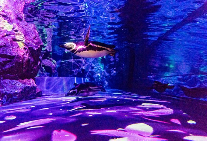 fashionpressnet's tweet photo. すみだ水族館で春のプロジェクションマッピング「ペンギンピクニック」桜色の水槽で泳ぐペンギン - https://t.co/dvKv8e1zNJ https://t.co/wdJ68gTWwZ