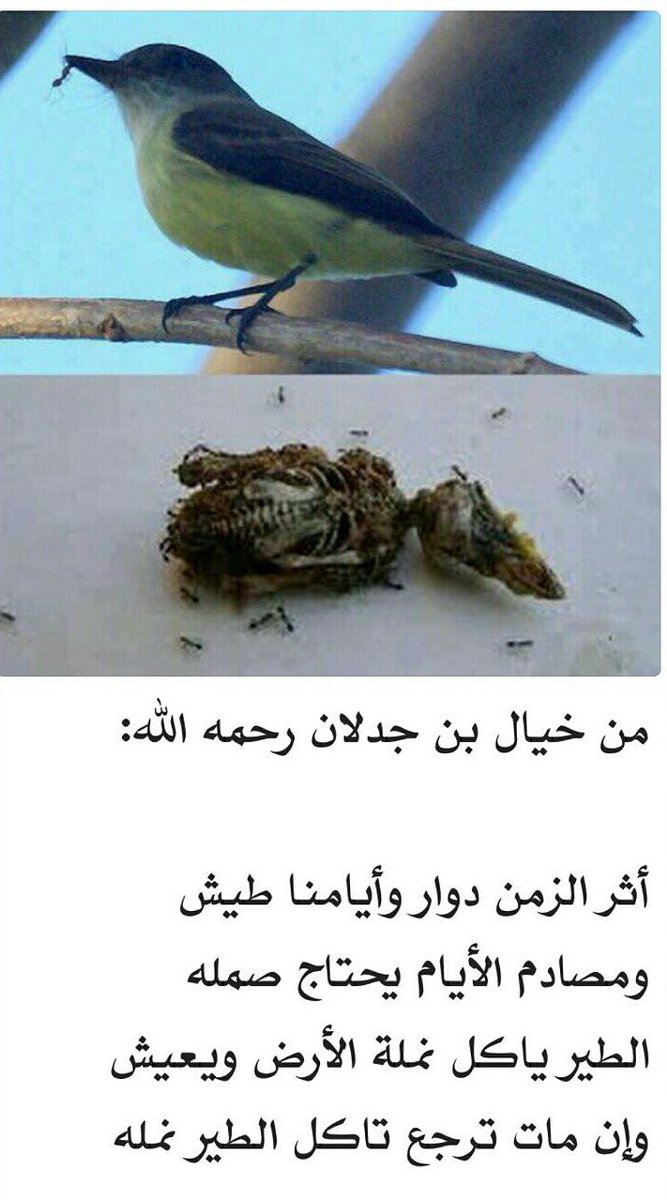 🐚جدلانيات🐚
أثر الزمن دوار وايامنا طيش💥
ومصادم الايام يحتاج  صمله🌞
الطير ياكل نملة الارض ويعيش🐜
وان مات ترجع تاكل الطير نمله🦇
#قطمير_النجراني