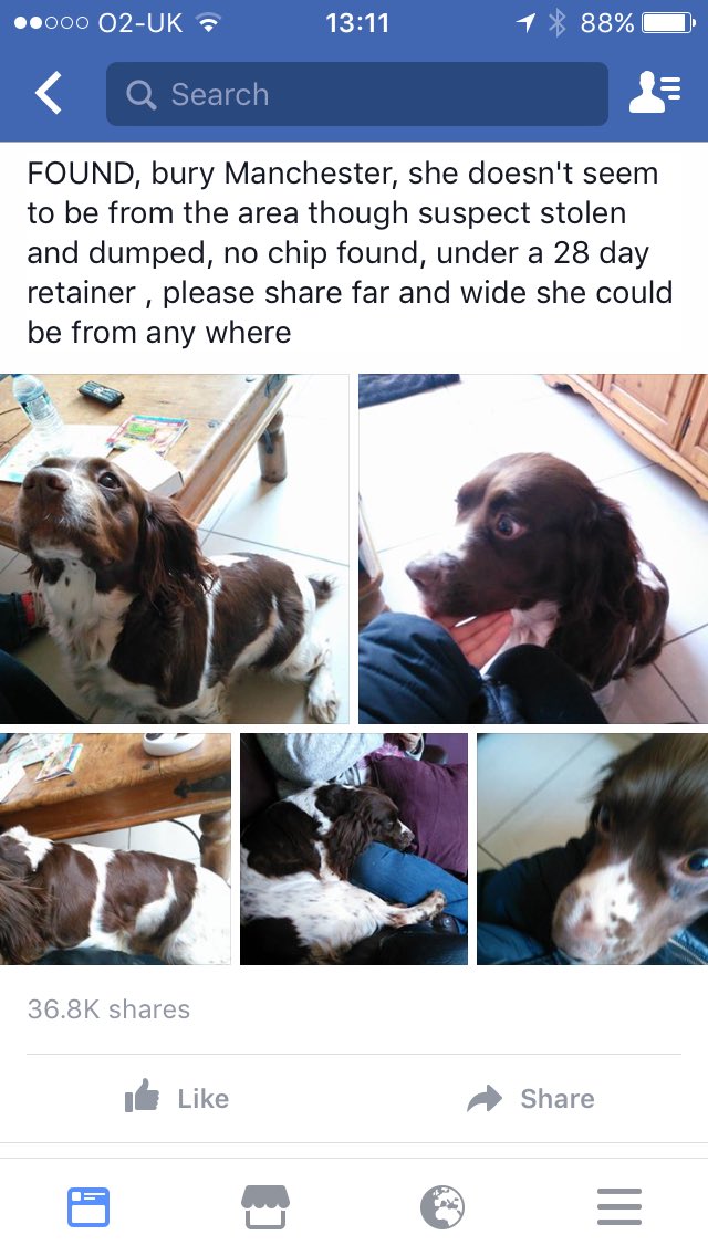 animalswilmslow's tweet photo. Found in #Bury #manchester  - please share https://t.co/bBI8pz6dY3