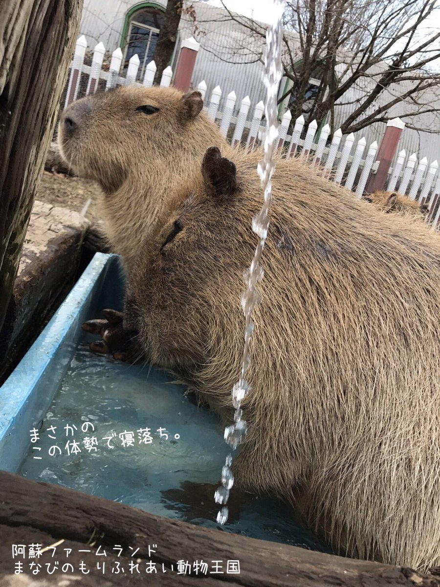 阿蘇ファームランド ふれあい動物王国 على تويتر びっくりするほどの大あくびから まさかの寝落ちというオチ 阿蘇ファームランド まなびのもりふれあい動物王国 どうぶつもアクビします モルモットのあくびはかわいいですよ