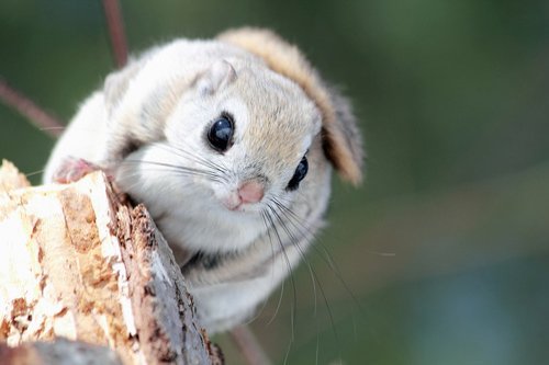 モモンガとムササビの見分け方
違いと意味.net/%e7%94%9f%e3%8…違いと意味.net/%e7%94%9f%e3%8 …
モモンガとムササビは双方ともネズミ目リス科リス亜科に属する哺乳類で、木々の間を滑空して移動する特徴を持つ小動物である。よく混同されがちなこのモモンガ…