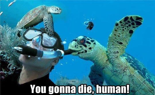 GinEmotionESP's tweet photo. Cuando una tortuga intenta matarte... https://t.co/wGVfEtZzUb