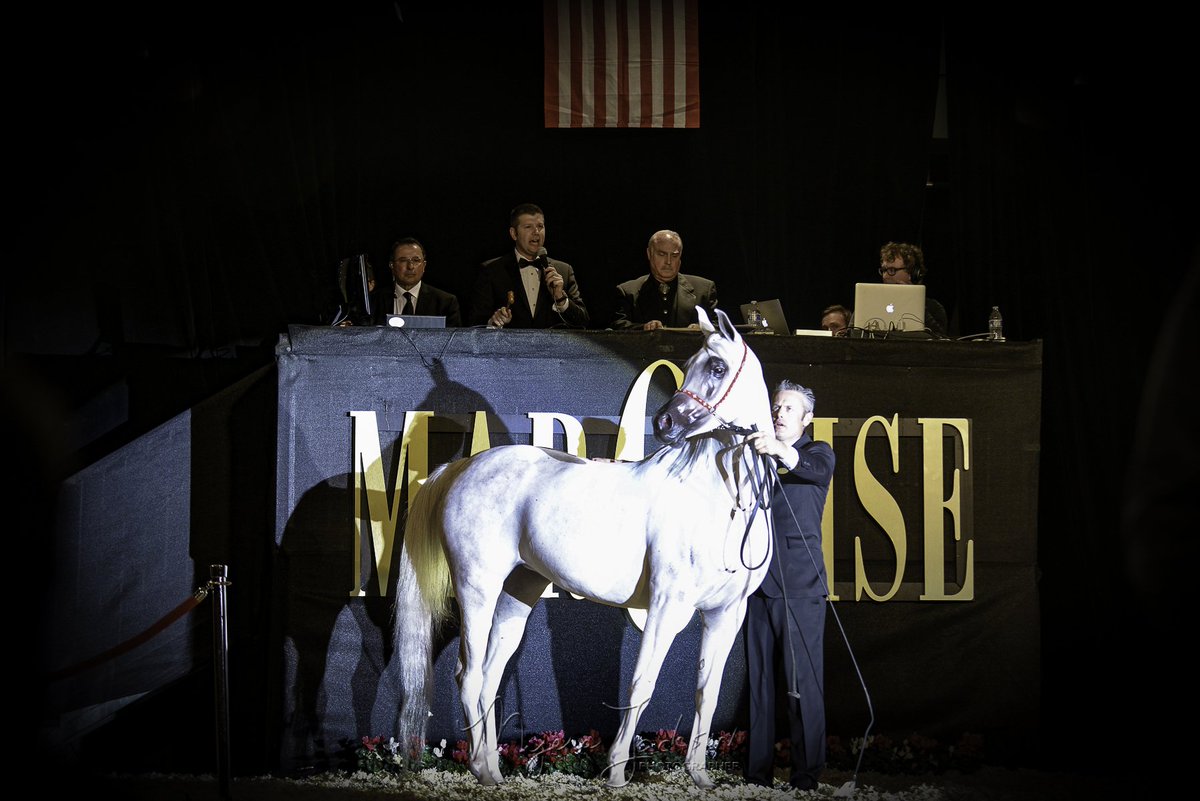 PlanetAcreage's tweet photo. Marquise Auction in Phenix, Az the other night! Some of these magnificent horses sold for over a million #Marquise #Arabian #Magnificent https://t.co/6E2lTsVgXS