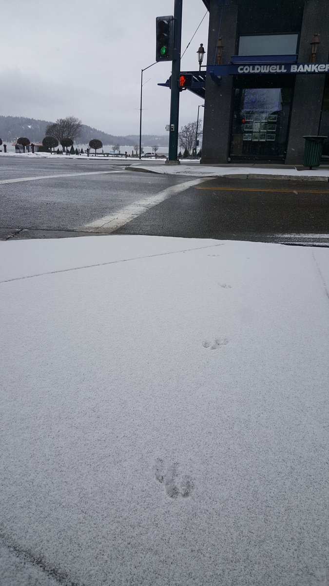 Looks like deer like to hang out in downtown Coeur d'Alene too! #CdA