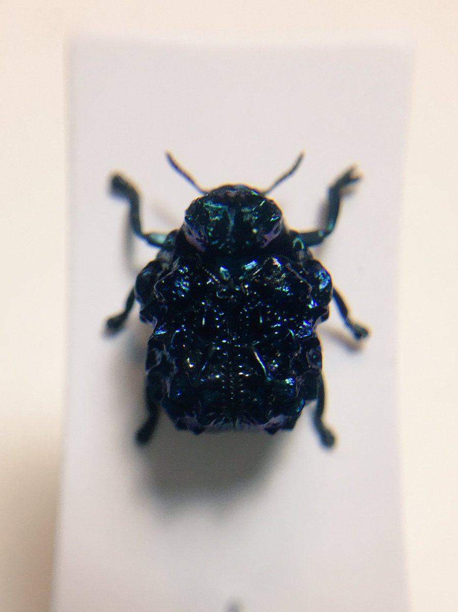 グンジョウオオコブハムシ Fulcidax coelestina まさか入手できるとは