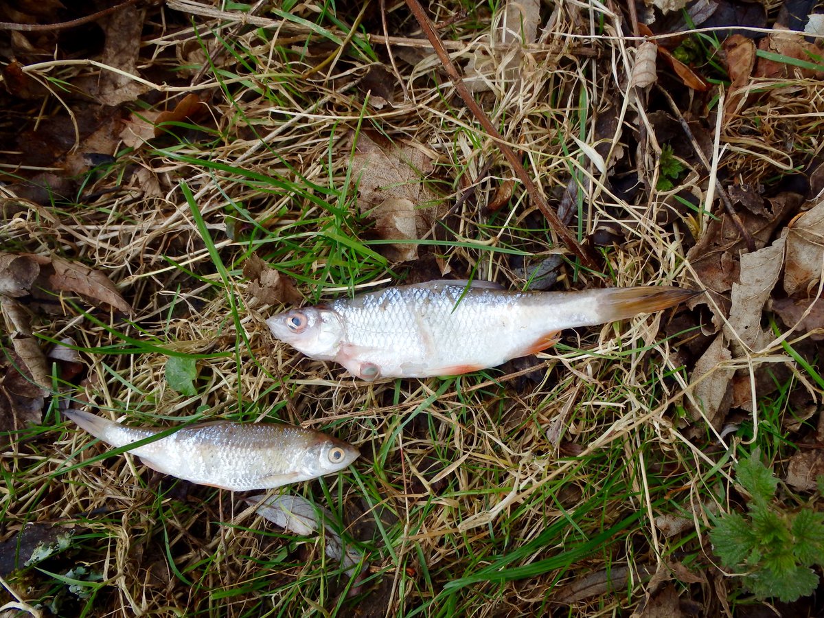 grahamwaterton's tweet image. Some of the big girls were out this morning and this one presented me with her breakfast. #c&amp;amp;r #pikeonfly #flyfishing