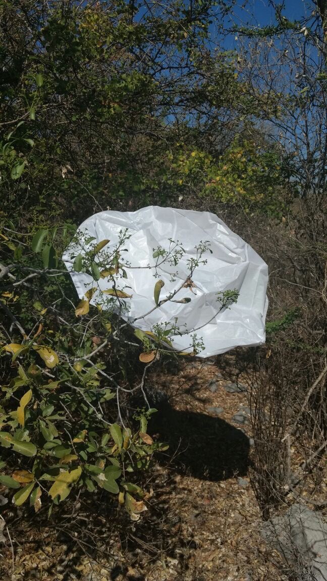 AnpSds's tweet photo. Muestreo de mamíferos e inventario florístico para Programa de Manejo de #CerrodelaTortuga https://t.co/DwElw4SYYg