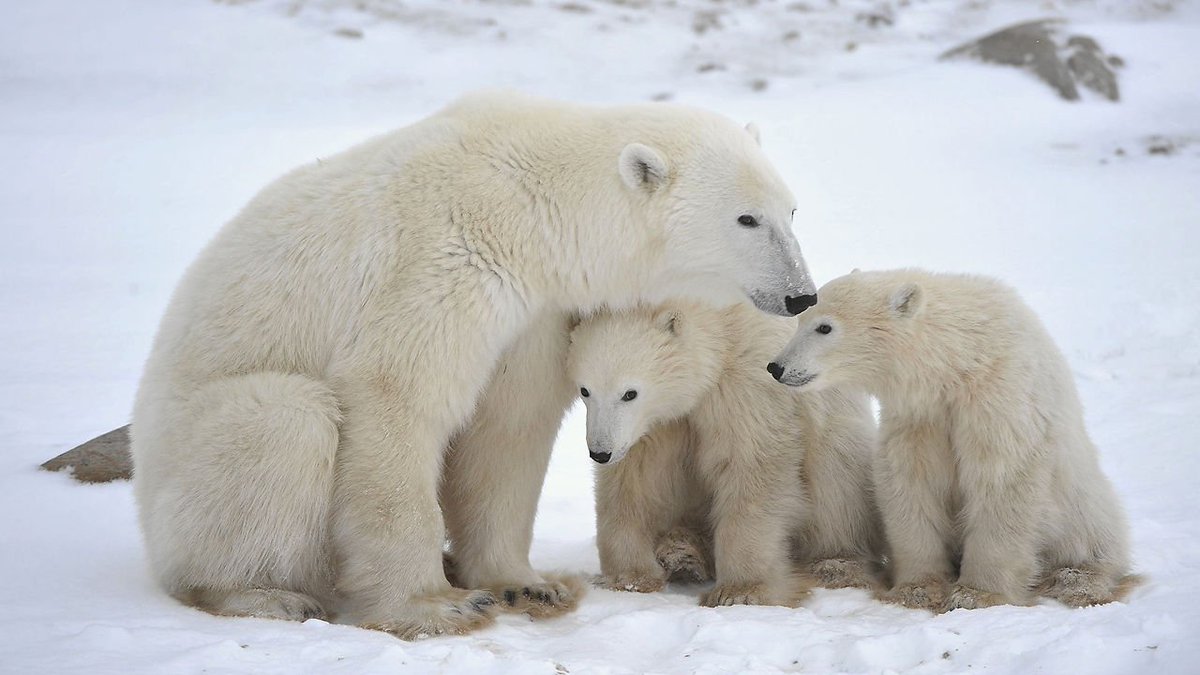 MarchForScience's tweet image. Be educated about #climatechange! It causes habitat loss for many species: ow.ly/s5bw309oo3Q #ScienceMarch #PolarBearDay @polarbears