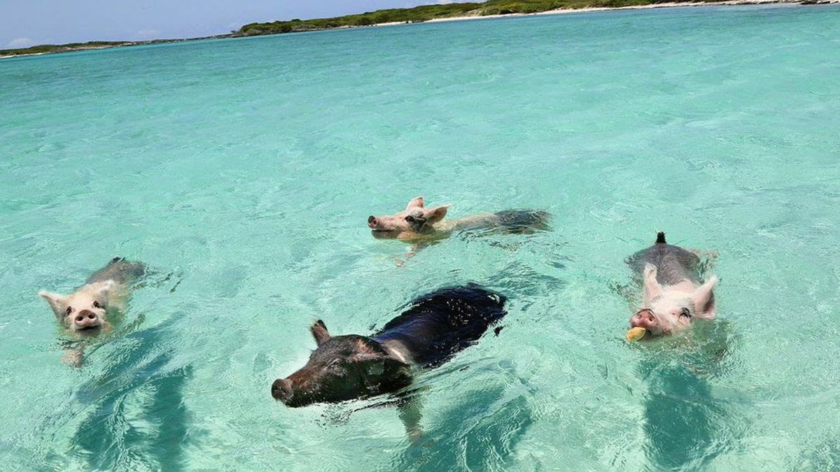 Tourists reportedly kill Bahamas swimming pigs by allegedly giving them rum and beer bit.ly/2mDK71V https://t.co/DPY0TpWhL2