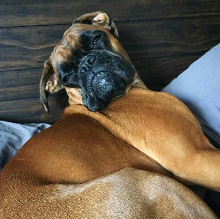 SomosAses's tweet photo. Cuando es #LunesDeCarnaval y no te invitaron a la playa ¿Cuantos (aparte de nosotros) están en modo @wigglywrigleytheboxer? #FelizCarnavales https://t.co/GDDm6xxioI