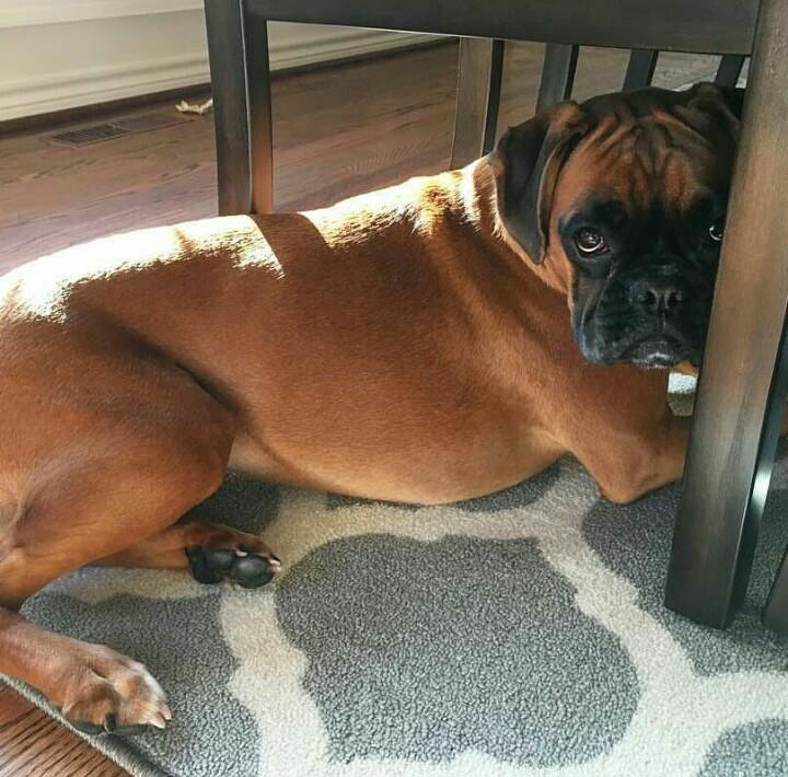 SomosAses's tweet photo. Cuando es #LunesDeCarnaval y no te invitaron a la playa ¿Cuantos (aparte de nosotros) están en modo @wigglywrigleytheboxer? #FelizCarnavales https://t.co/GDDm6xxioI