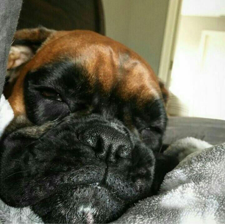 SomosAses's tweet photo. Cuando es #LunesDeCarnaval y no te invitaron a la playa ¿Cuantos (aparte de nosotros) están en modo @wigglywrigleytheboxer? #FelizCarnavales https://t.co/GDDm6xxioI