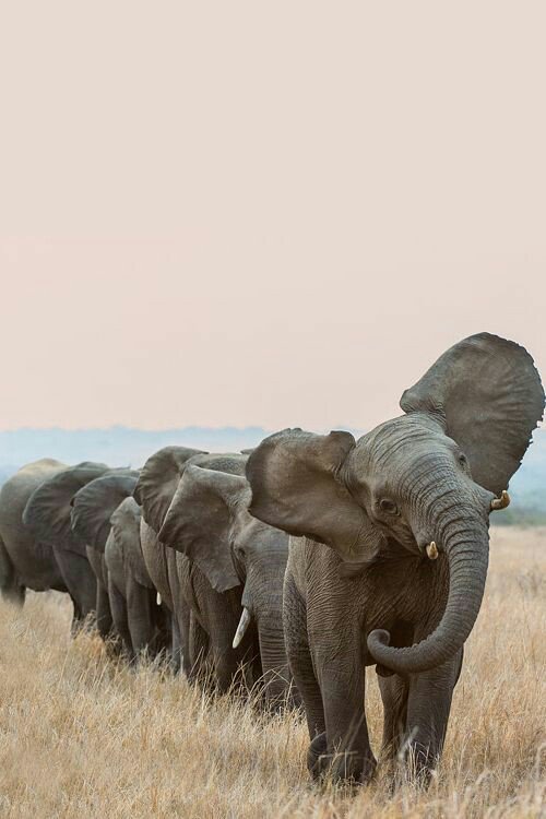 MoyaStrong's tweet photo. #dda57 I would be an elephant. There not only lucky but majestic. Favorite animal. Beautiful and powerful. @netnarr https://t.co/jC268zLSpC