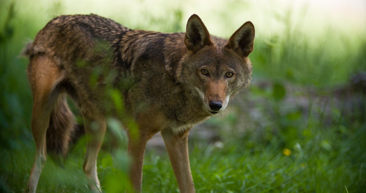 Miss <a href="/RedWolfRevival/">Red Wolf Revival</a> ? Stream the full #documentary here: video.unctv.org/video/23659292…