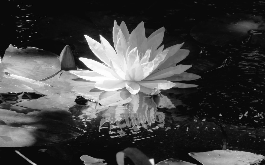 Zambaklar en ıssız yerlerde açar,
Ve vardır,
Her vahşi çiçekte gurur...

Sezai Karakoç