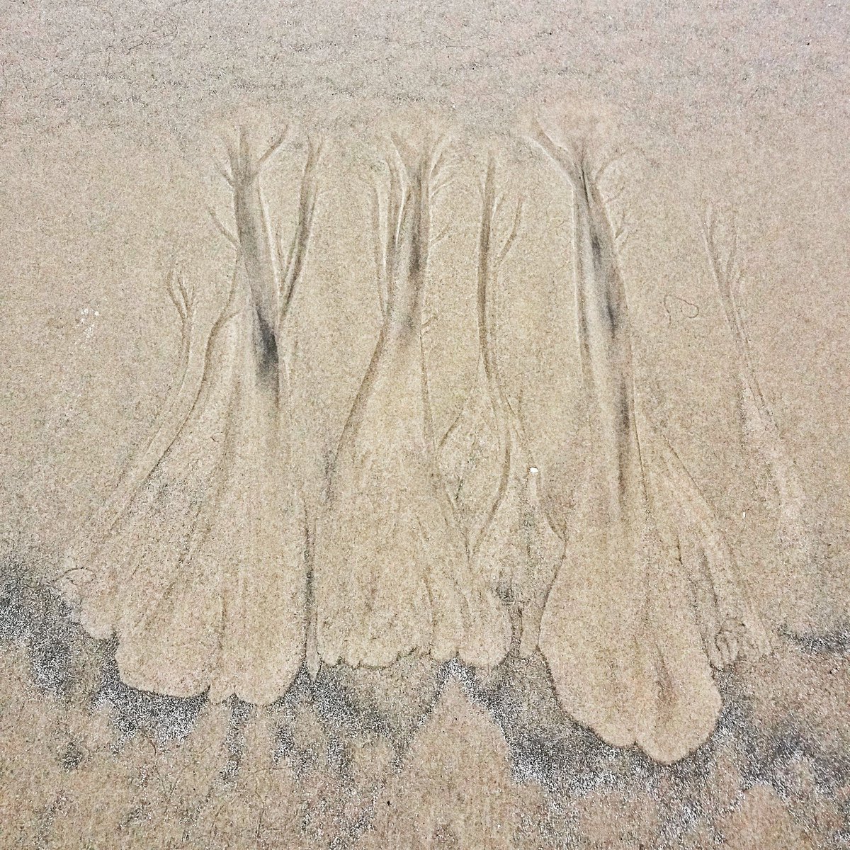 SelkieJewellery's tweet image. Fascinating patterns in the sand at low tide...looks a bit like trees I think! 💚🌳#interesting #sandpattern #weirdandwonderful #beach #sand