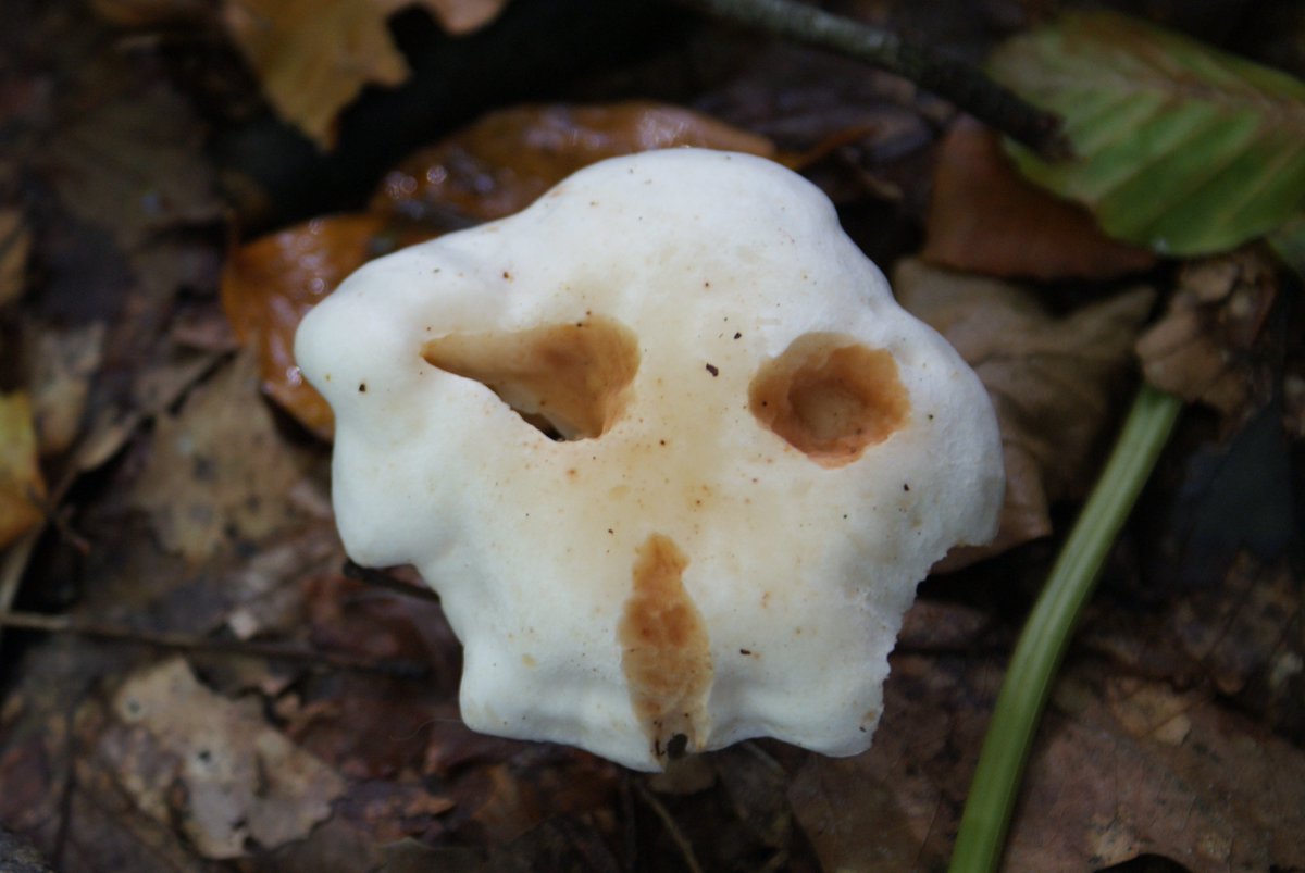 ImageIsFantasy's tweet image. ImageIsFantasy
What do you see?
#screammushroom #funfoto