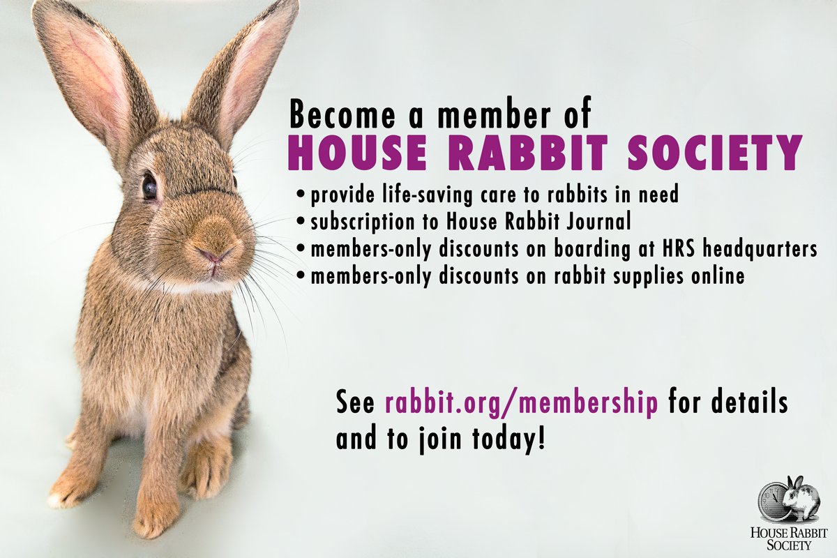 House Rabbit Society (@Houserabbit) | Twitter