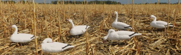 MitchellGertner's tweet image. Even though most waterfowl season is over, don't forget about snow geese. Get your snow goose equipment at @GHDecoys