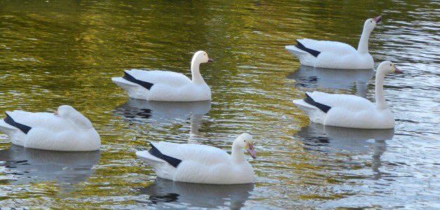 MitchellGertner's tweet image. Even though most waterfowl season is over, don't forget about snow geese. Get your snow goose equipment at @GHDecoys