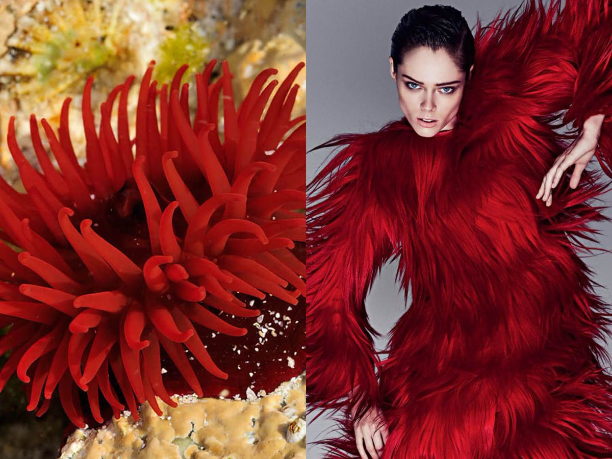 PATTERNITWEET's tweet photo. PATTERN PAIRING | Ruffled Red
Sea Anemone by Laurie Campbell + Darren Macdonald photographing @Prada
#patternity #patternpairing #red #spike https://t.co/Sknq8Y601A