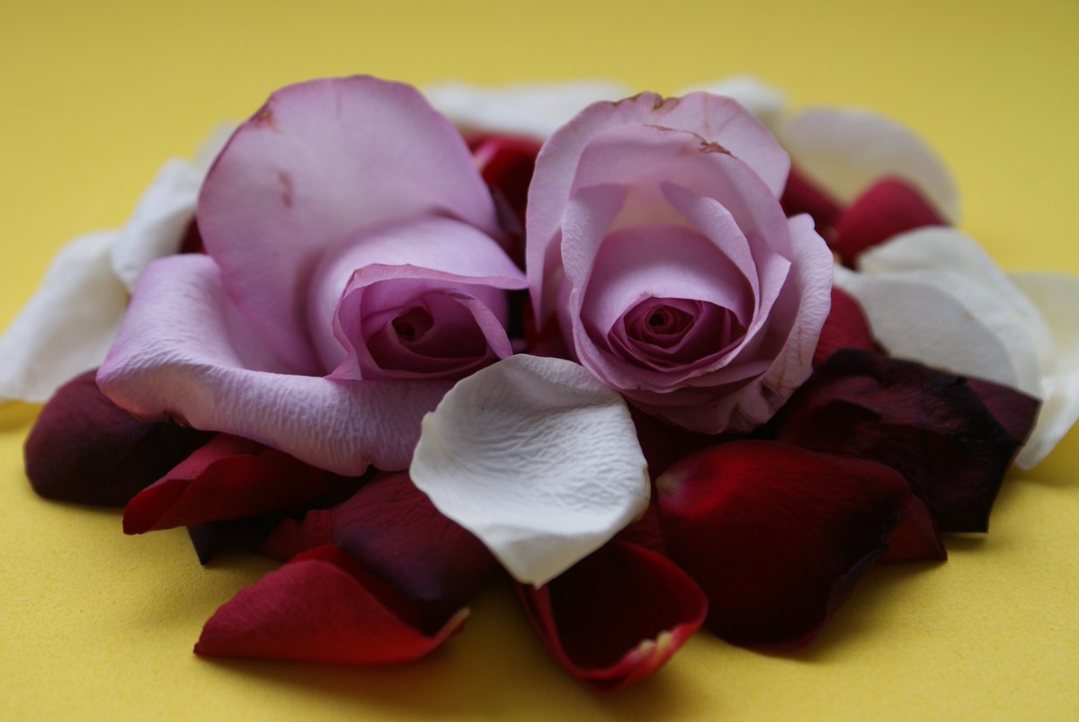 ImageIsFantasy's tweet image. #ImageIsFantasy
What do you see?
#flower #freggel