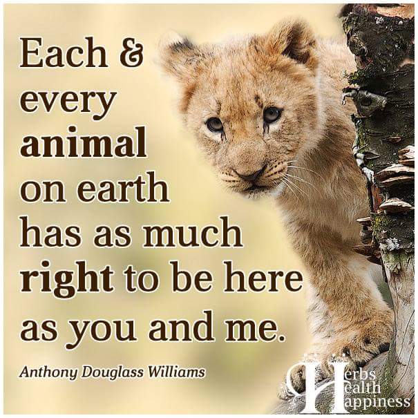 angelanoel99's tweet photo. #everyanimalhasarighttobehere #animals #theirhometoo #stopkillingthem #protectthem #stopeatingthem #govrgan https://t.co/D2yBFc1833