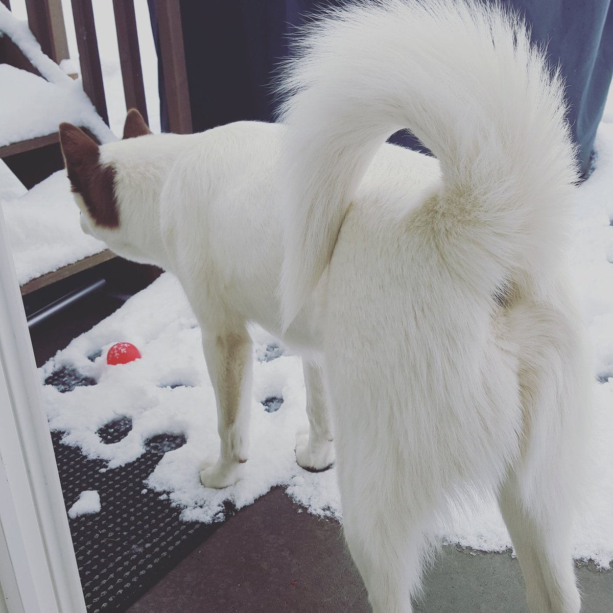 He's found prey! 🐦 
I'm wondering if this winter will ever end 🤔
#snow #winter #thiswinterneverends #siberianhusky