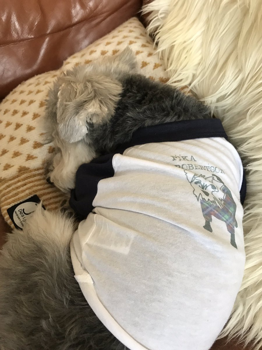 pika_robertson's tweet photo. Catching 40 winks in my new @designmeworld tee #itsadogslife #hardwork #imjustadog https://t.co/Q4iKJHmmK1