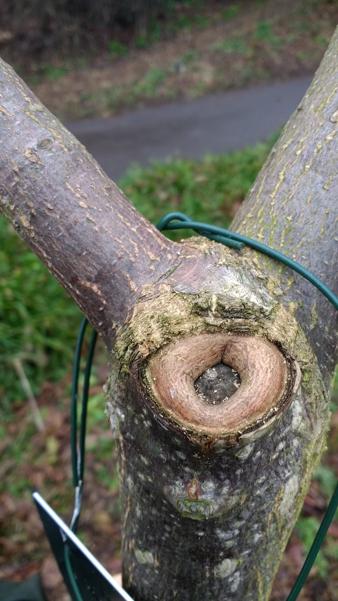 beorma's tweet photo. c.12 month old cut on #Phellodendron amurense @BhamBotanicalGd #Trees don't heal, they seal! https://t.co/YOyz1t5Dq2