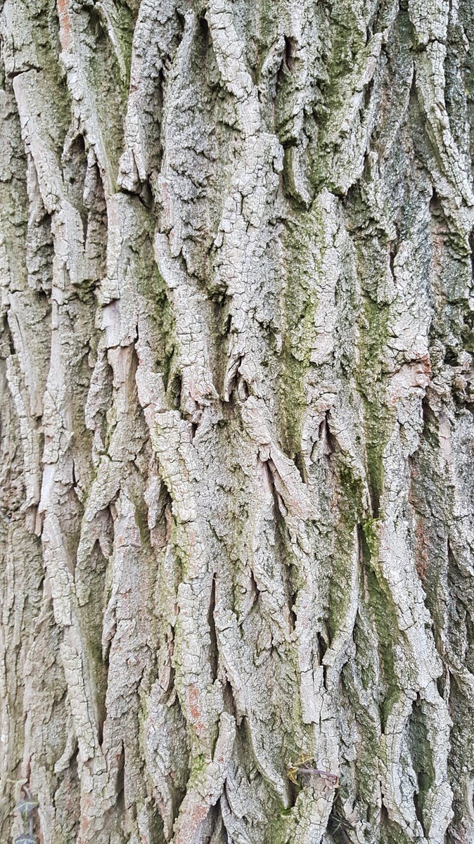 street_biter's tweet photo. Let the Wood Times roll https://t.co/hKIGEXYMB4 https://t.co/JYuACvzPi1